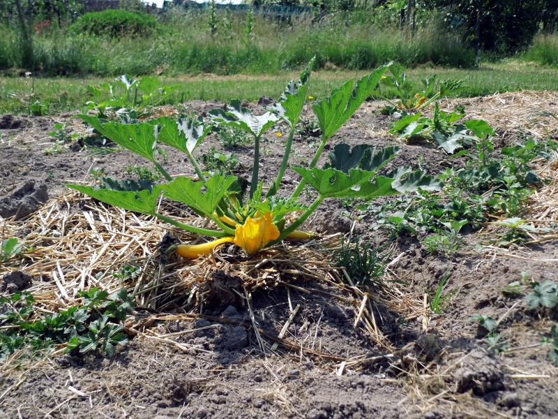 jardin partagé à ygrande